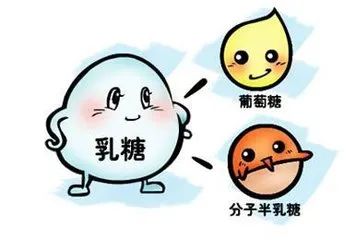 乳糖酶是什么？缺乏乳糖酶有四大危害！